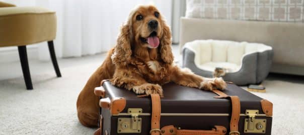 Allowing Pets in Your Hotel
