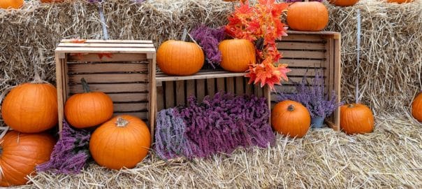 Experience the cozy essence of autumn with a charming still life showcasing pumpkins and gourds on a hay bale under the warm autumn sun, perfect for Thanksgiving and Halloween decor.